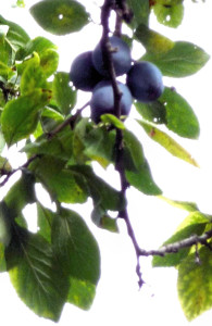 Dangling Damsons with holes in leaves