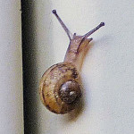 Baby snail enhanced, sharpened 728
