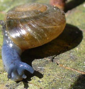 blue-glass-snail-pastry-shell-1