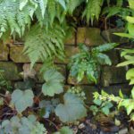 Brick wall, fern bed