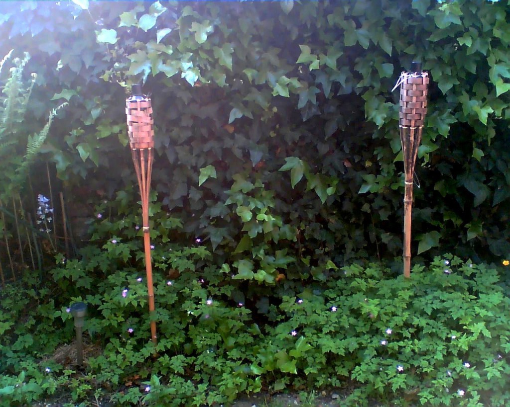 Ivy wall with Toms bamboo lanterns, bluebell, fern and herb robertjpg