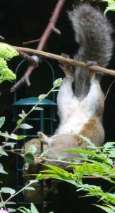 Mama Squirrel upside down on suetball feeder