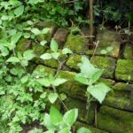 Mossy brick wall w Herb Robert, Hedge Woundwort