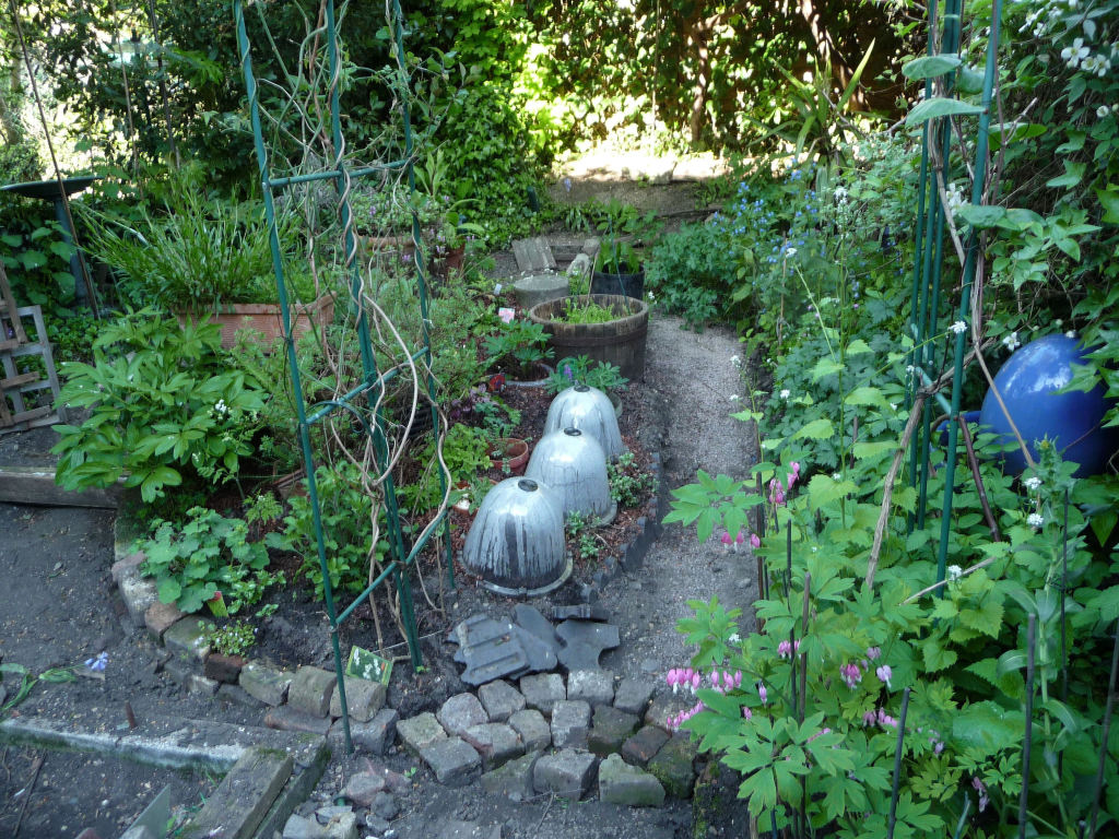 New garden layout with Dicentra
