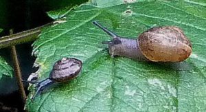 oxychilus-draparnaudi-pursued-by-garden-snail