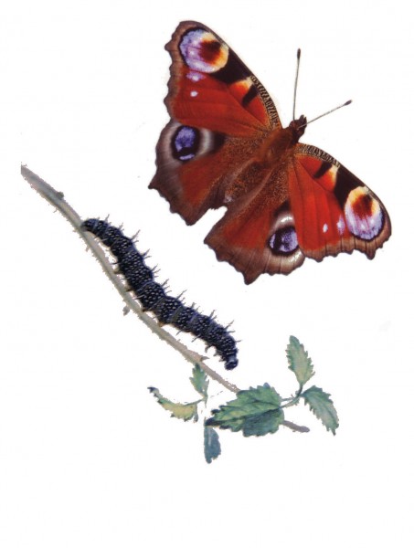 Peacock with caterpillar [Inachis io] beta
