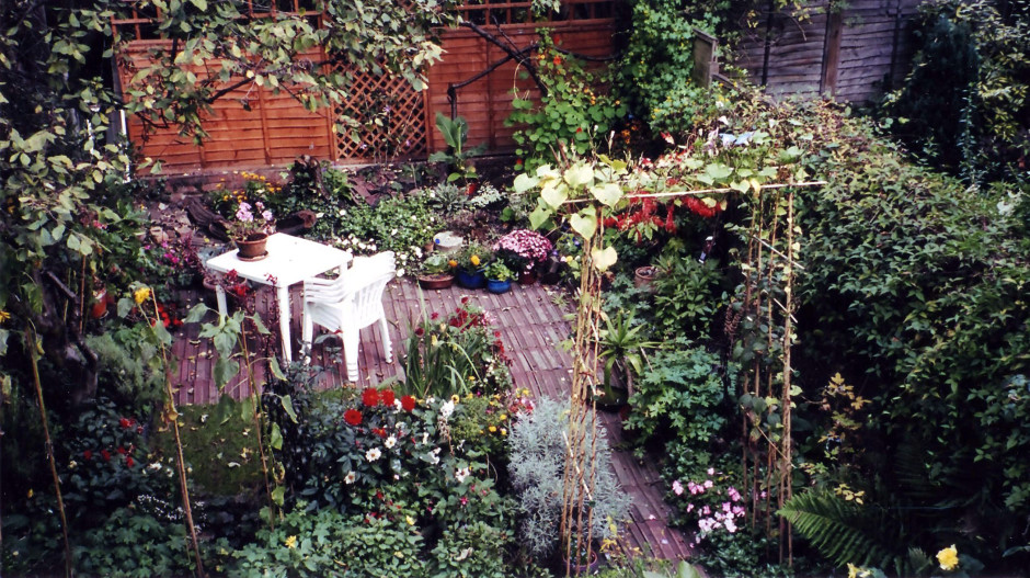 RFs-Garden-with-Dahlias-red-Bishop-of-Llandaff-and-red-Ipomoea-Lobata-on-the-Tau-web