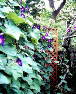 RF's Ipomoea on back fence, 2005