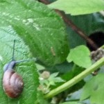 Row 11 No 1 - Blue Glass Snail Oxychilus Draparnaudi