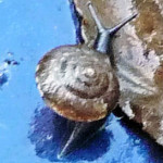 Row 8 No 1 - Blue Glass Snail Oxychilus