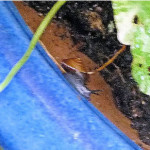 Row 8 No 2 - Blue Glass Snail Oxychilus Draparnaudi with Nasturtium