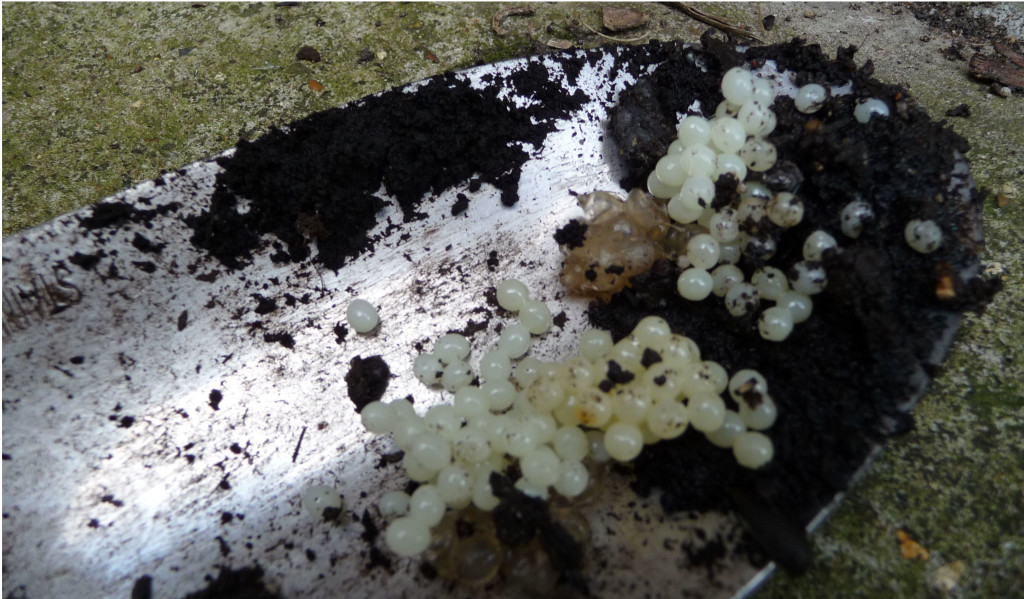 Row 9 No 2 - Close up of eggs (Large Red Slug Arion Rufus) on gdn trowel