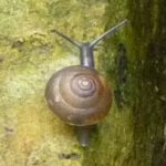 blue-glass-snail-2