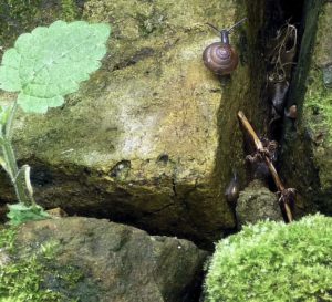 blue glass snail 2 w enhanced woundwort leaf