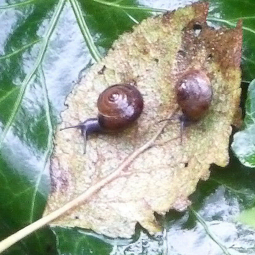 blue glass snails on ivy leaf thumbnail sharpened
