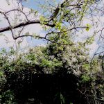 Damson side branch, Clematis Armandii in bloom, April 2009