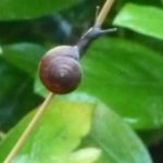 elegant-blue-glass-snail