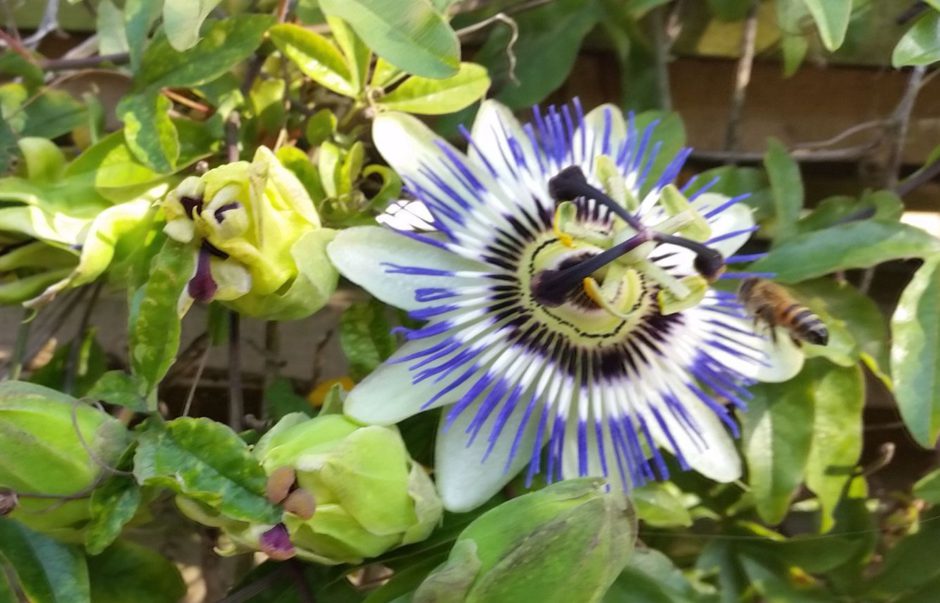 Honeybee on Passionflower, Ambler Road, Aug 2016