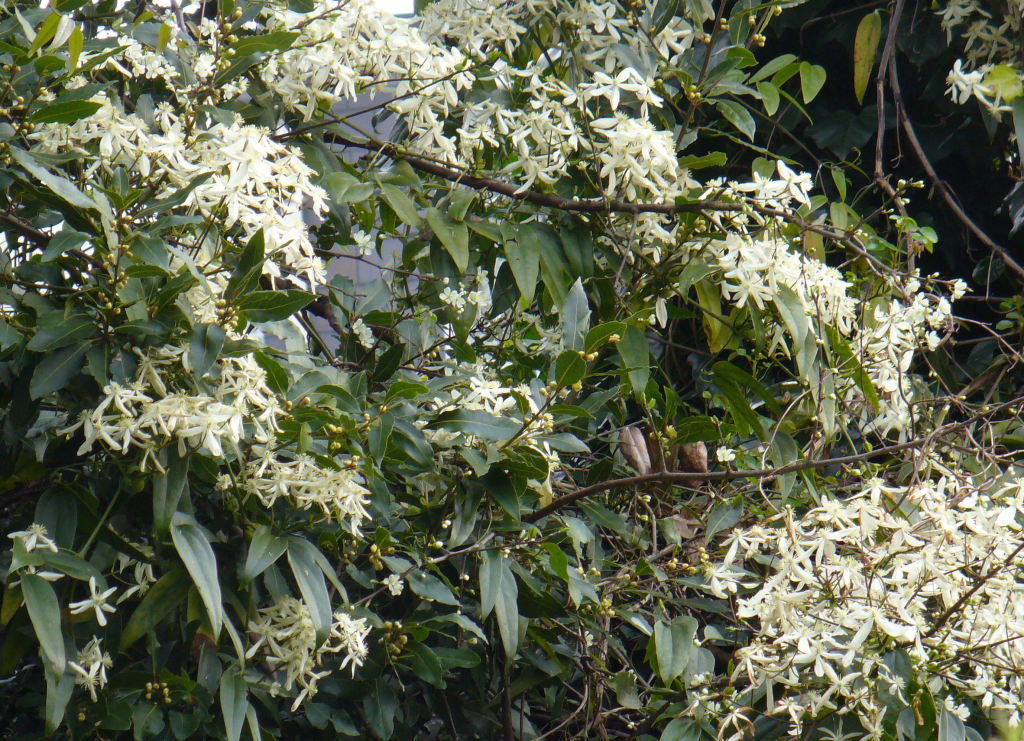 ARMANDII crop