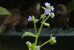 Alkanet, Starlings on birdbath