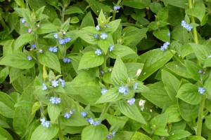 Alkanet flwrs and foliage