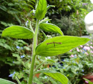 Alkanet sheltering Plume Moth