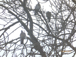 Ash - Woodpigeon threesome 330