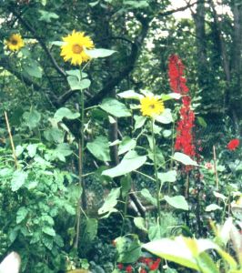 B5 Baytree Corner - Sunflowers, reds of Lobelia, Bishop of Llandaff