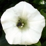 BEE VISITING hedge bindweed flower, jun 19 2014