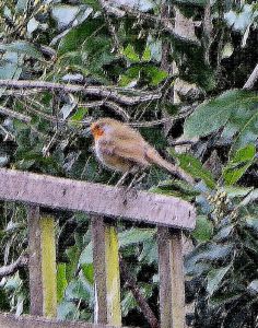 BEST Robin on trellis after sharpening