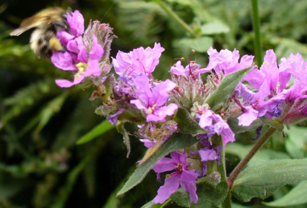 BUMBLEBEE ON purple loosestrife 29 july 2014