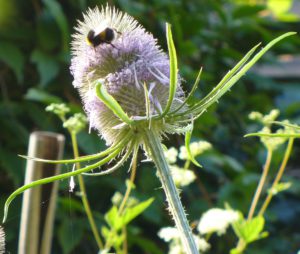 bumblebee-on-teasel Highbury