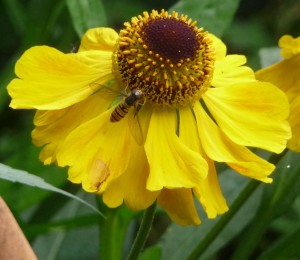 Best Hoverfly on Helenium El dorado