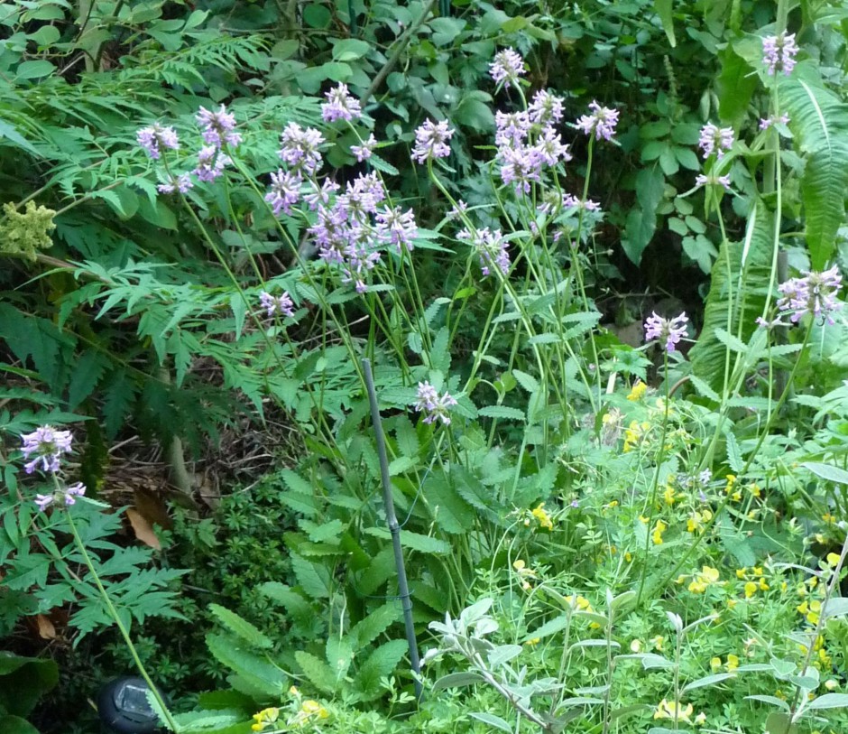 Betony and Birdsfoot trefoil