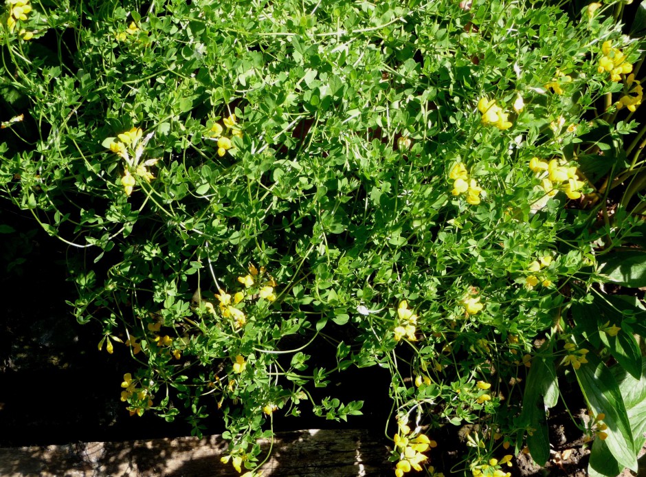 Birdsfoot Trefoil