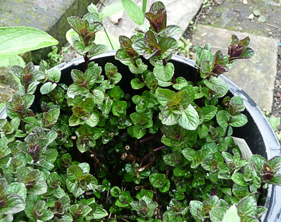 Black Peppermint April 2015 crop