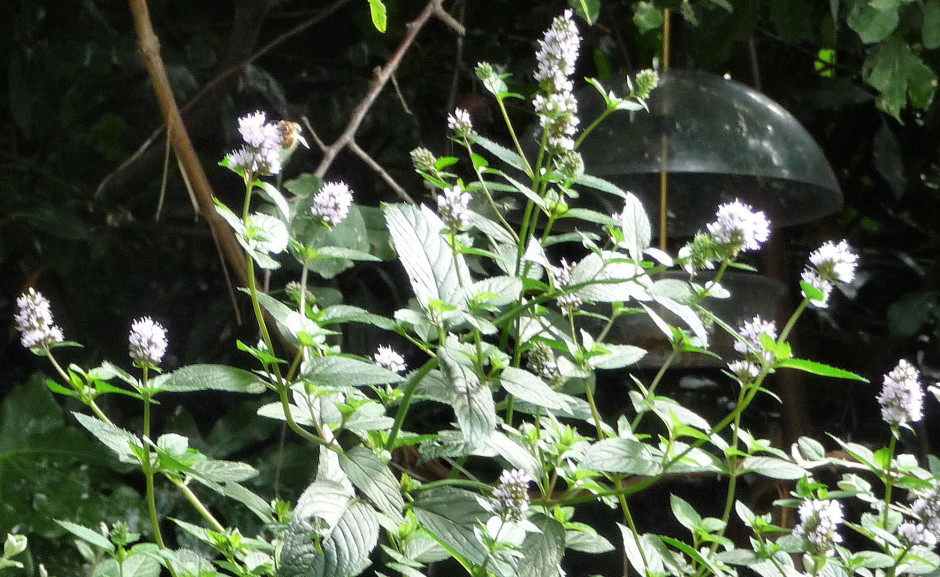 Black Peppermint flowers with bumblebee