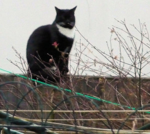 Black cat white bib white whiskers on fence FEB 2015