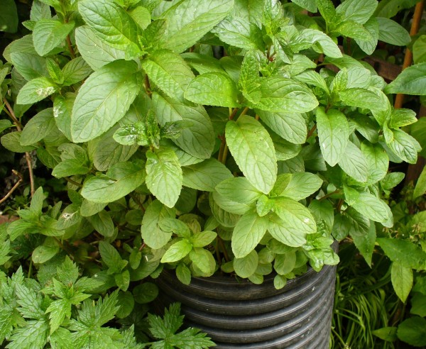 Mints Highbury Wildlife Gardenhighbury Wildlife Garden