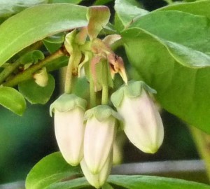 Blueberry flowers 3 May 2015 crop