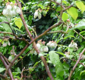 Blueberry flowers with Bumblebee 519