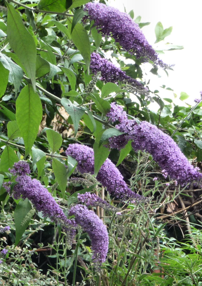 Buddleia