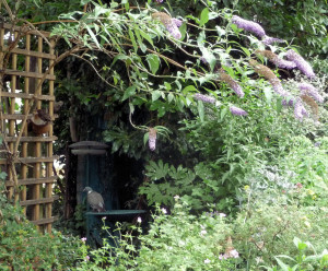 Buddleia overhang