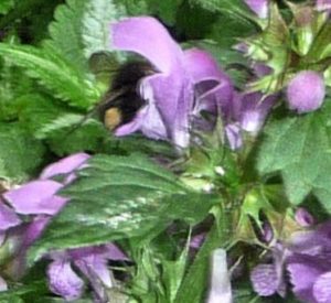 bumblebee-in-lamium-flower