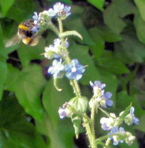 Bumblebee on Alkanet