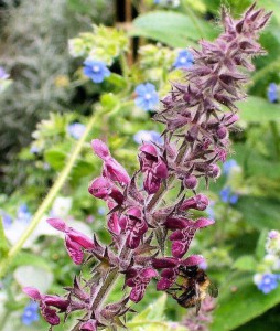 Bumblebee on Hedge Woundwort