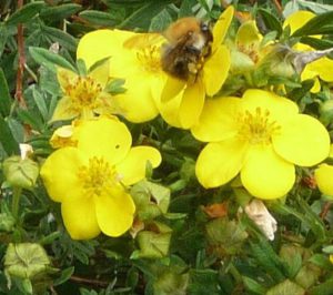 Bumblebee on Potentilla