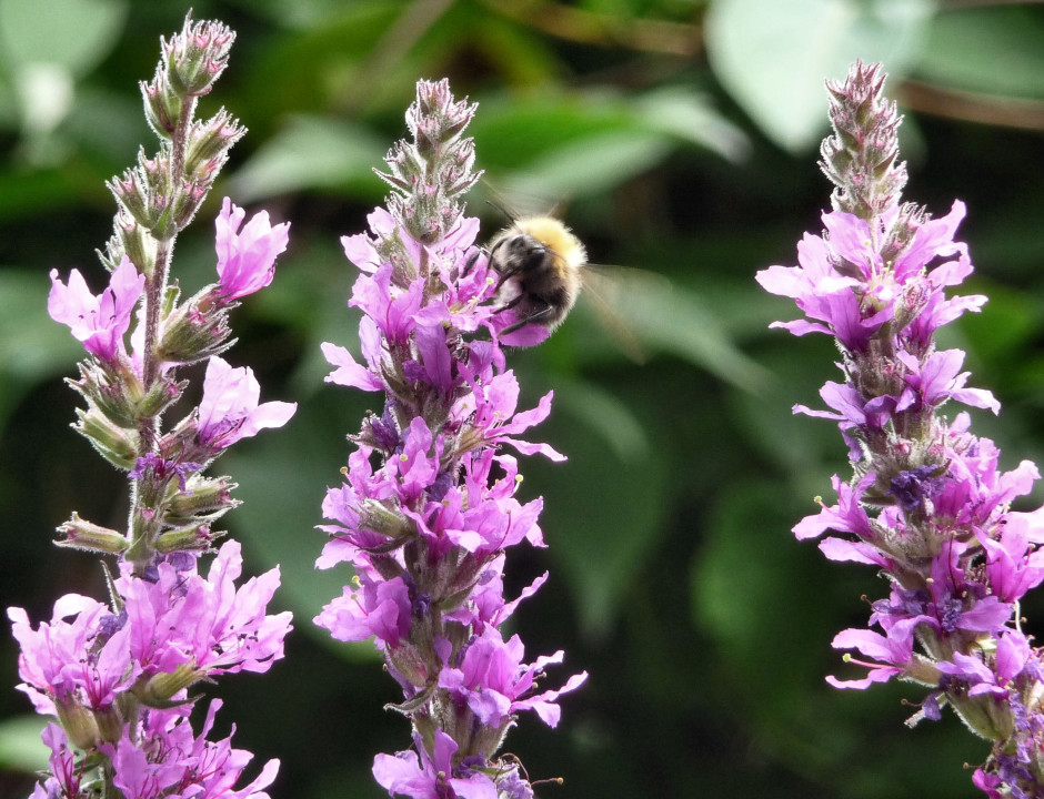 Bumblebee on one of three Purple Loosestrife spikes