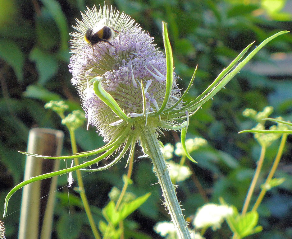 Bumblebee on teasel