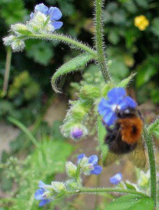 Bumblebee with rusty cloak on Alkanet